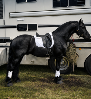 White Merino Sheepskin Saddle Pad